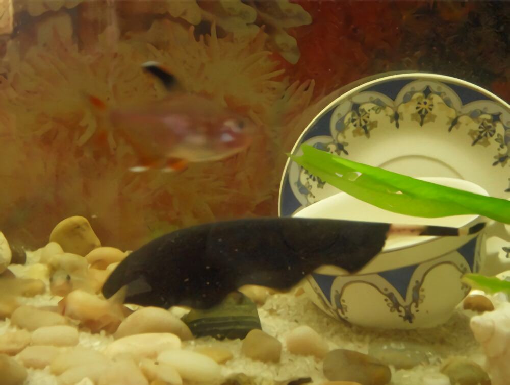 黑魔鬼身份信息