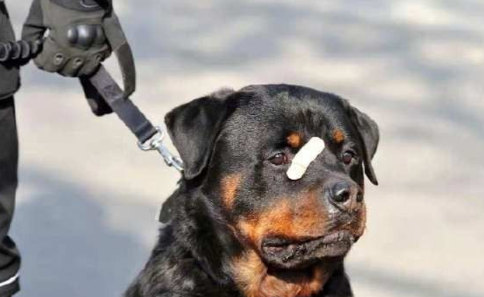 小黑警犬眉眼间横贴ok蹦 坚定小表情萌翻网友
