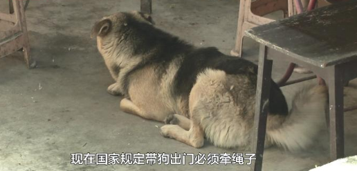 贵阳街边放养大狗不拴绳 闯祸后主人竟这样说