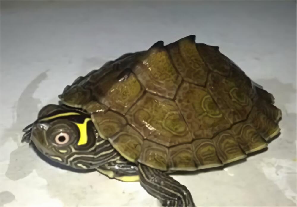 地图龟身份信息