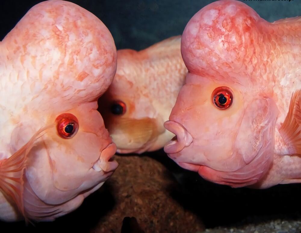 火鹤鱼身份信息