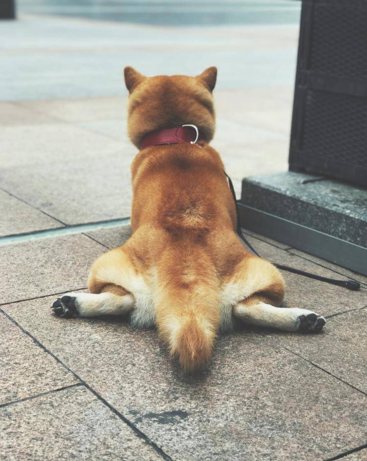 主人生了宝宝,柴犬很吃醋,“霸占”小主人的婴儿床:我也是宝宝