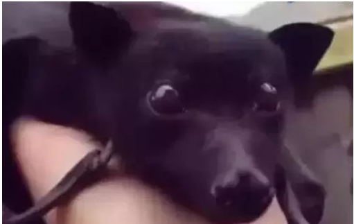 网友说他养了一只超乖的黑色小狗，可仔细一看，这货不是狗吧