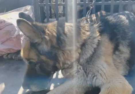 揪心,看了一辈子的老牧羊犬和怀孕的羊险些进了屠宰场