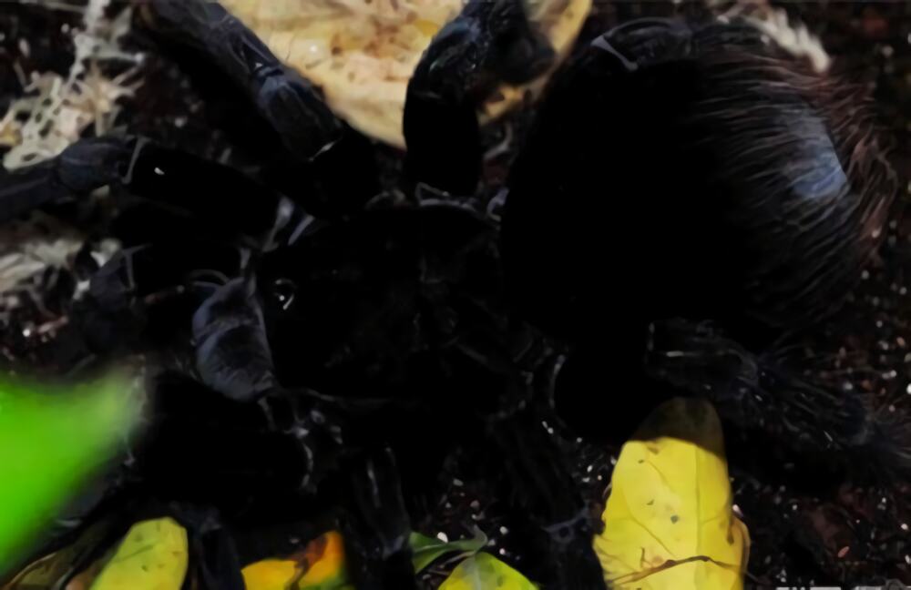 玻利维亚钢铁蓝身份信息