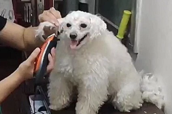 姥姥给小狗剃毛,剃完头推子无电了,比熊一脸无可奈何!