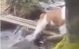 狗狗担心过竹桥,闭上眼回来太搞笑,主人高兴得合不笼嘴!