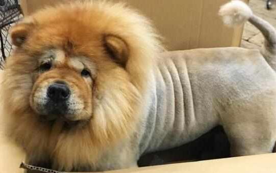 把松狮送到老爸那,一个月后看到狗狗的样子,恨不得笑出腹肌