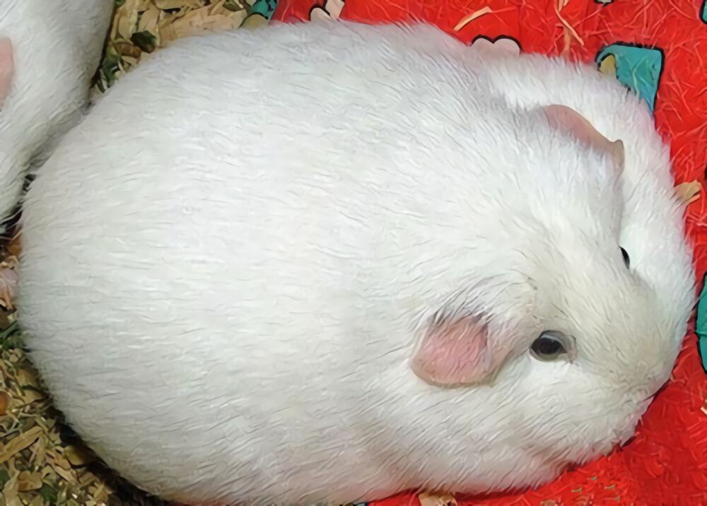 白色凤冠天竺鼠身份信息