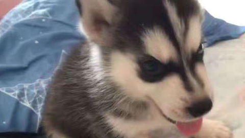 兵哥哥见义勇为救下流浪狗,不料带回团宠成公主,网友直呼好幸福