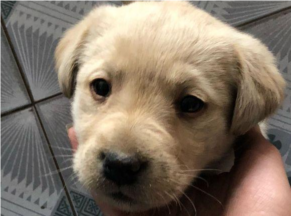 流浪小奶狗被主人丢在小吃街，女生以往后，小家伙积极挥手求收容