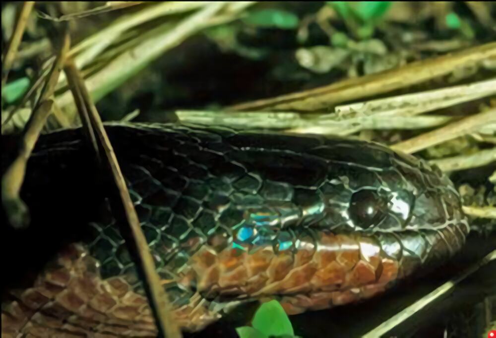 变色蛇身份信息