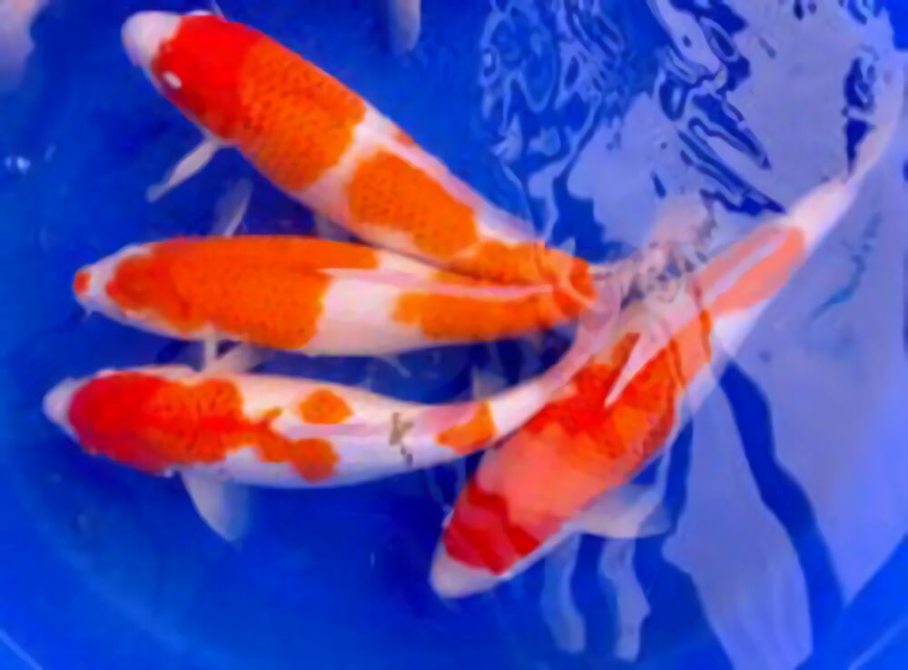 红白锦鲤身份信息