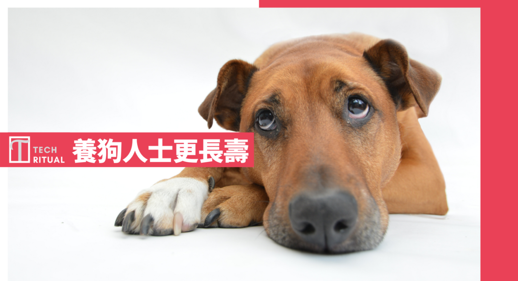 研究:养狗人士更长寿