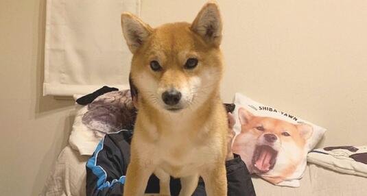 柴犬有意立在巴哥犬的上边,还一臀部坐着它的身上