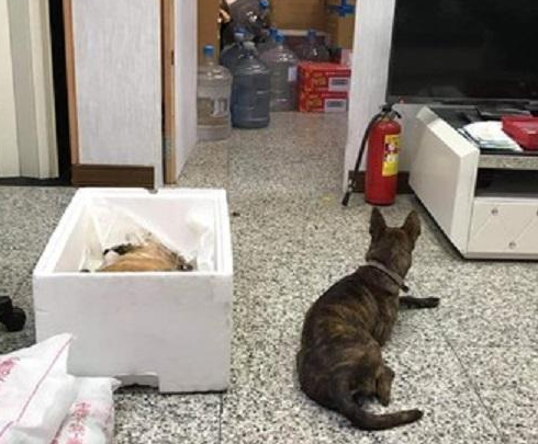 狗狗同伴不动了!另一狗狗明白后,守着它8个小时不肯走