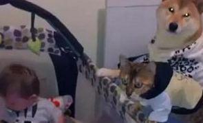 把柴犬和狸花猫派去看护小主人,它们争着表现自己,笑哭主人