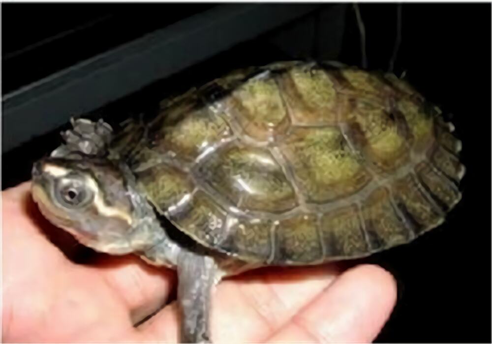 巨型棱背龟身份信息