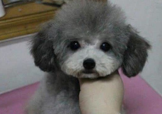 带毛发杂乱的流浪狗修剪造型，看到狗狗的真面目后，铲屎官愣住了