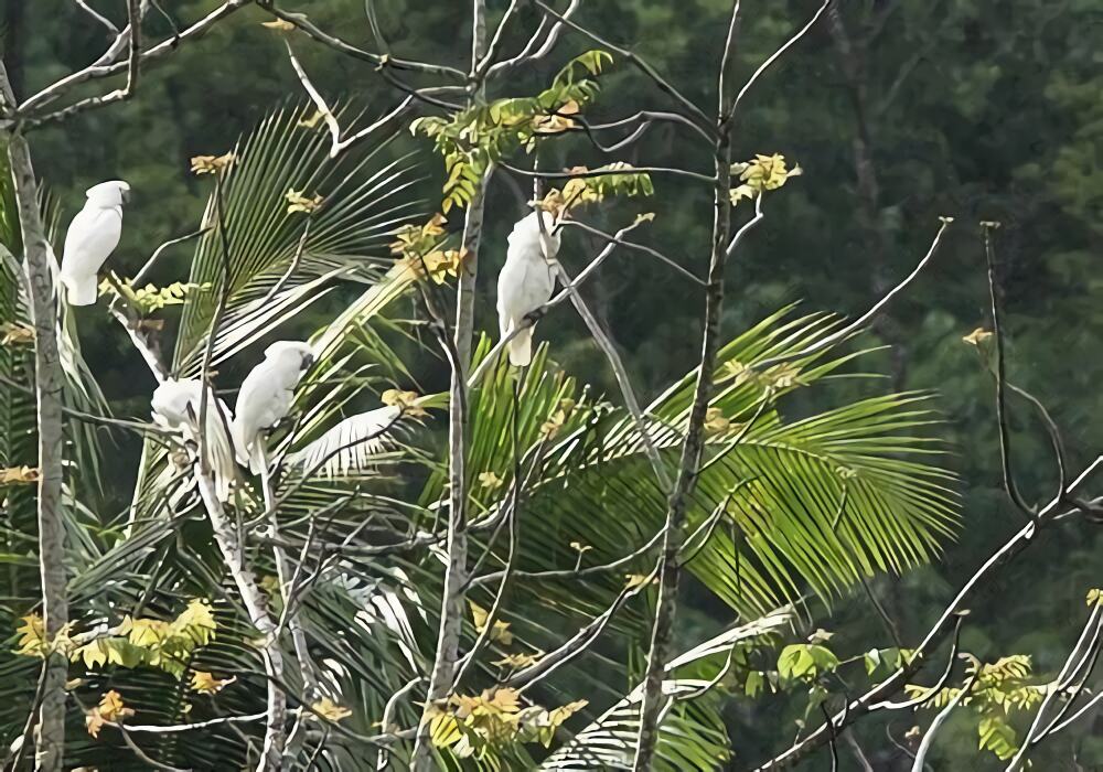雨伞凤头鹦鹉身份信息