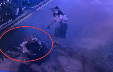 没拴绳的柴犬冲向秋田犬,结果被反杀了,主人自知理亏