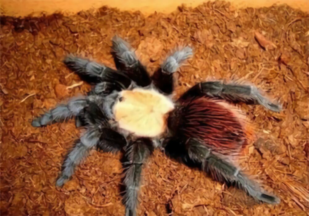 墨西哥金背身份信息