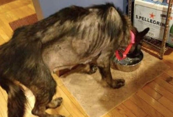 流浪德国狼犬公路乱窜 幸得好心妇人送医院