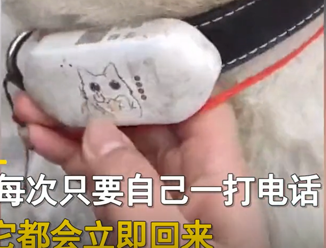 贵州女子给狗打电话,无论多远听见铃声立马回家:比老公靠谱多了