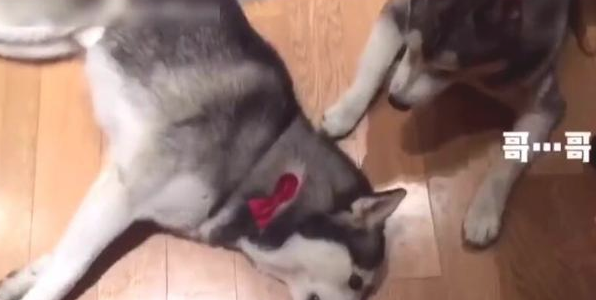 主人让小狗装死，但那小子就是说不愿倒下，下一幕令女主角笑翻！