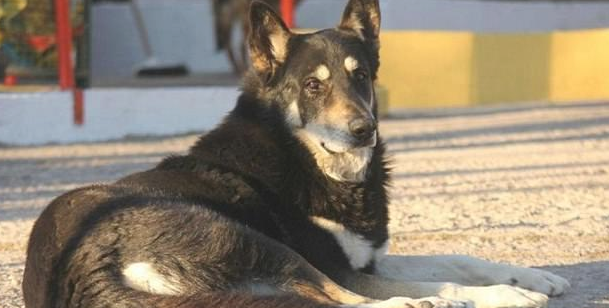 忠犬依靠自己寻找主人墓葬,独自一人守墓十一年,过世后差点儿和主人合墓