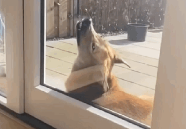 金毛和二哈看对眼，生了个比哈士奇还智慧的生物…主人：想让狗离婚！