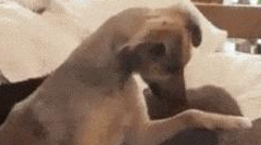 狗狗学主人去撸猫,成果使太大劲把猫都按趴下了,猫:蠢狗走开!