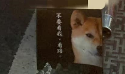 柴犬坐车兜风,已经看穿某些偷拍,还提示不要看我,看路