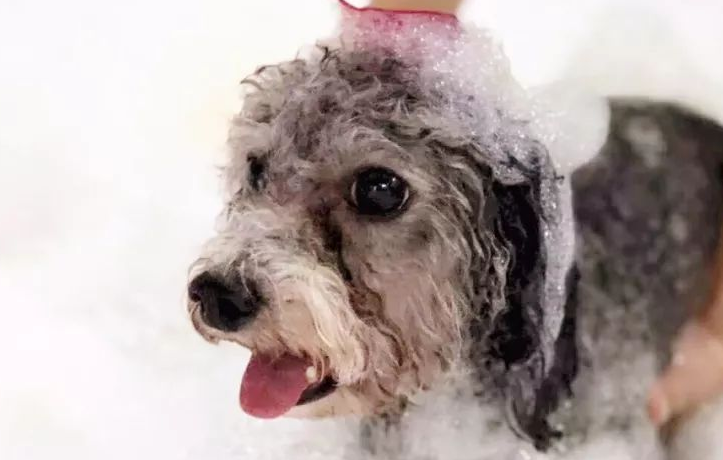 美容项目繁多,犬猫SPA最高逾千元,宠物美容贵在哪里?
