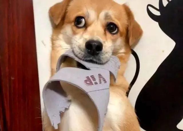 为什么狗子就是不能放过我们的鞋子?