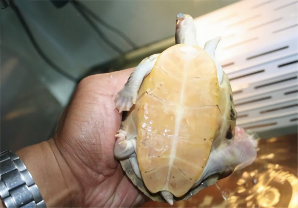 史密斯棱背龟身份信息