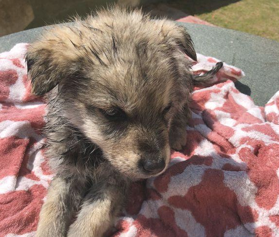 化下雪天流浪犬在女生脚旁打转,小家伙止不住哆嗦,模样叫人心痛