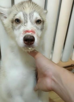 二哈出来打架输掉,觉得丢狗脸,鼻部负伤还被主人连番空袭