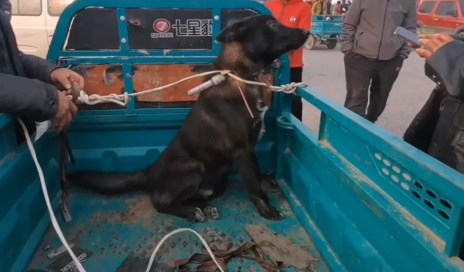 580!被五花大绑狗狗上了狗肉车,看着一直咬绳的狗狗,狗贩:我不敢招,害怕它咬我