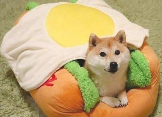 见到新买的狗窝,柴犬立即躺上去