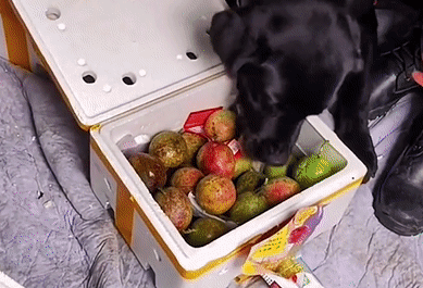 警犬执勤时偷吃百香果,训导员却大加赞赏:好样的!