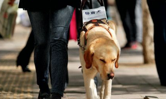 盲人落轨被撞 他最后一刻松手救了导盲犬一命