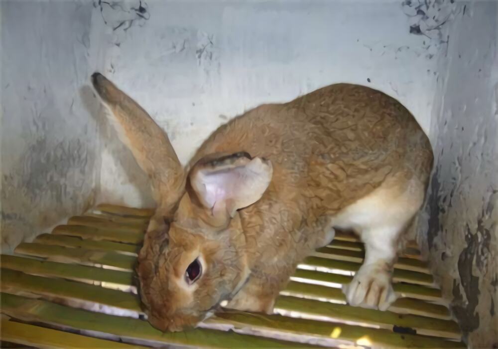 比利时兔身份信息