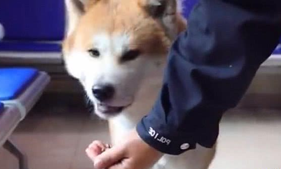 秋田犬走失很多天多亏警察细心照料?主人认领时告知,原为追求异性