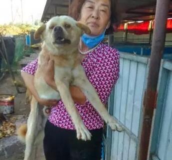 年近七旬老人哭着求人救狗“我上百只狗狗能挺过这个冬天吗?”