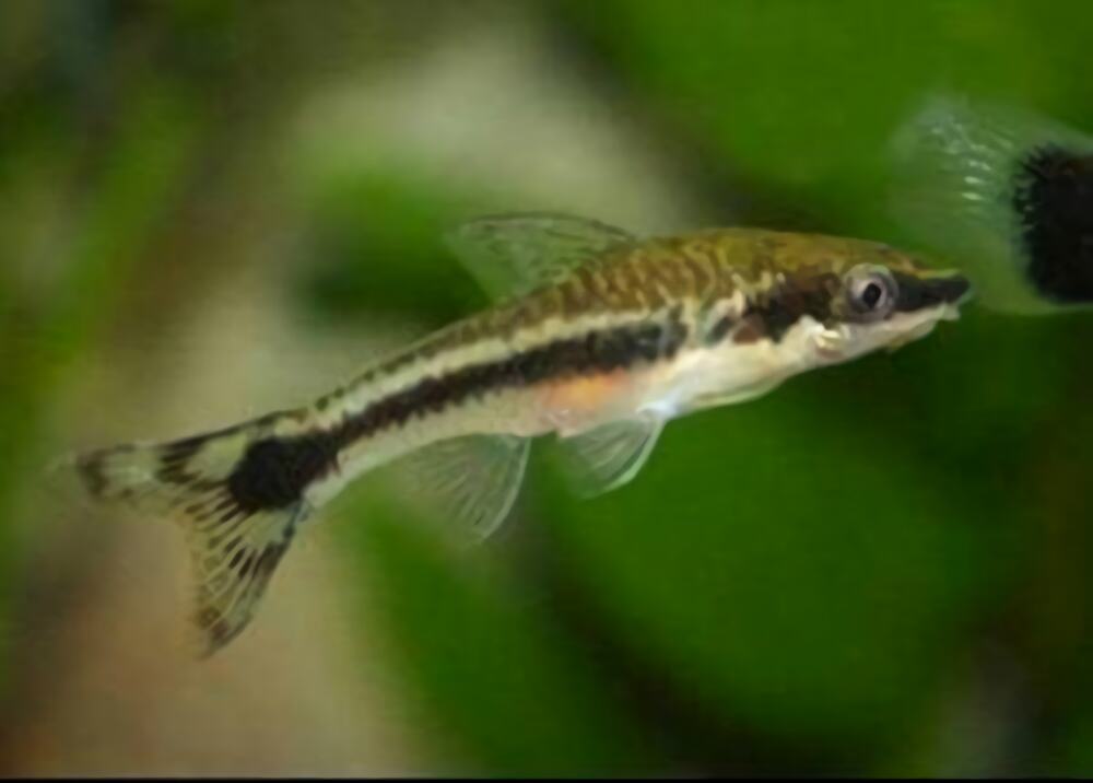 小精灵鱼身份信息