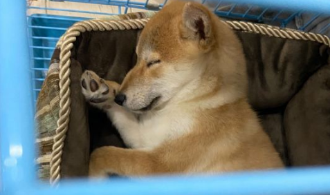 柴犬的睡姿挺“妖媚”,好像个妙龄女子一样,太讨人喜欢了