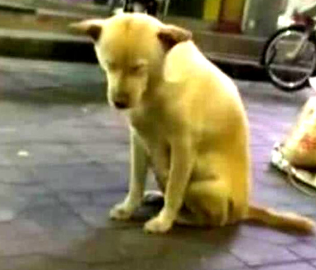 狗狗陪主人夜市街摆摊,见到它的气势过路人笑坏,简直刁难狗狗了