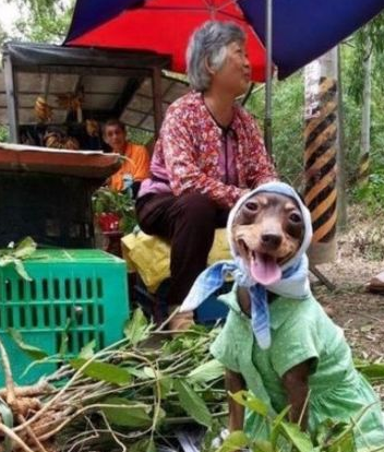 这只与老奶奶相守相伴的狗狗,竟担负起了赚钱养家的义务!