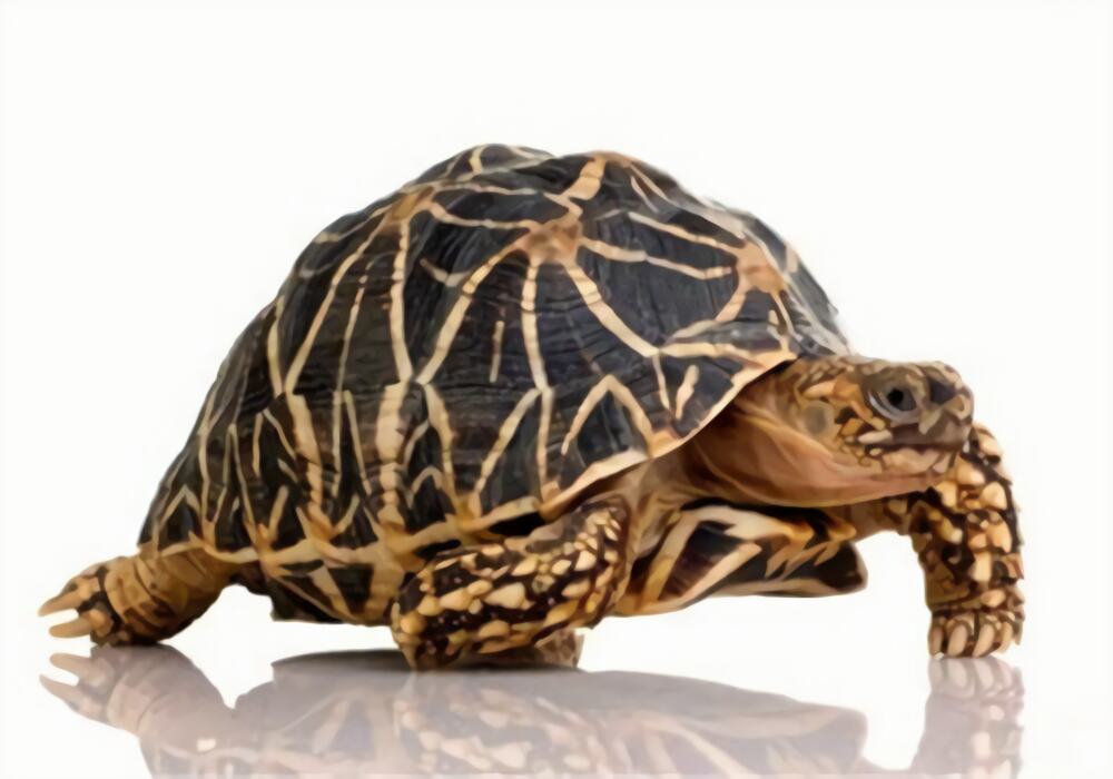 辐射陆龟身份信息